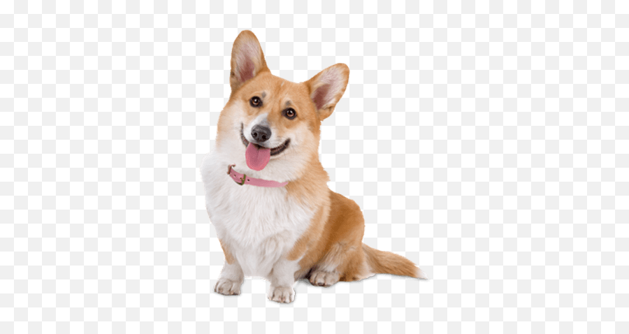 Cute Corgi Dog Transparent Png - Corgi Png Emoji,Dog Png