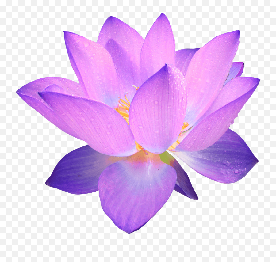 Purple Flower Transparent Png - Purple Flower Transparent Emoji,Flower Transparent