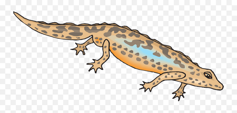 Brown Blue Salamander Leaning Reptile - Newt Clipart Emoji,Axolotl Clipart