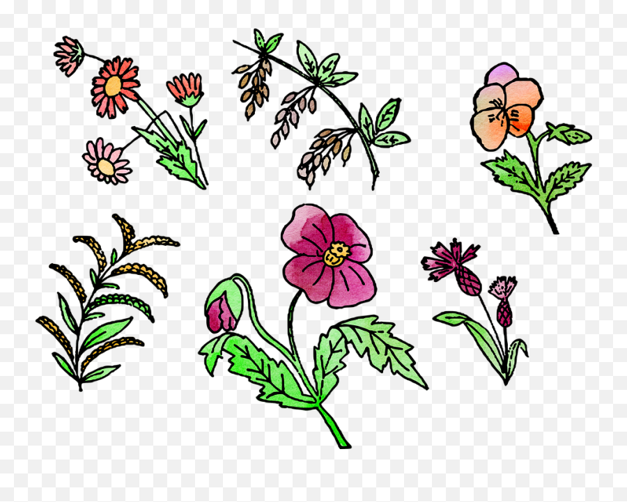 Watercolor Flower Flowers - Free Image On Pixabay Emoji,Watercolor Flower Transparent Background