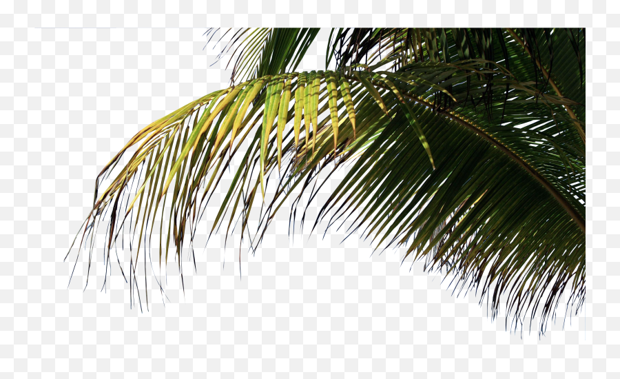 Download Palm On Beach Png Png Image With No Background - Beach Palm Png Emoji,Beach Png