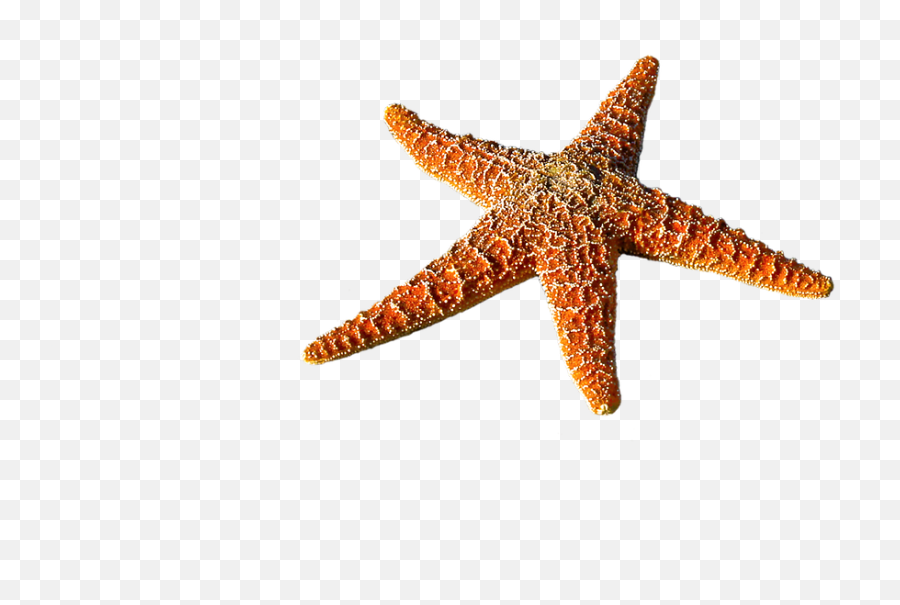Starfish Spur Sea - Free Photo On Pixabay Emoji,Starfish Silhouette Png