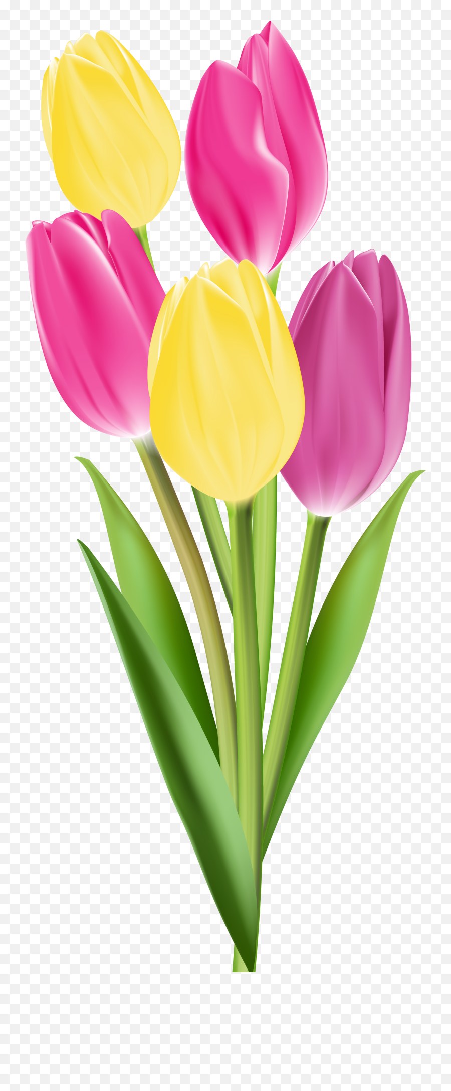 Spring Tulip - Tulip Single Flower Photo Download Emoji,Tulip Clipart