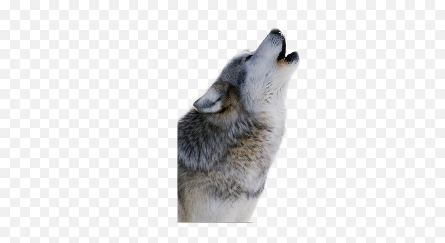 Wolf Chimhoped Sticker White Sticker By Chimhoped Emoji,Wolf Howling Png