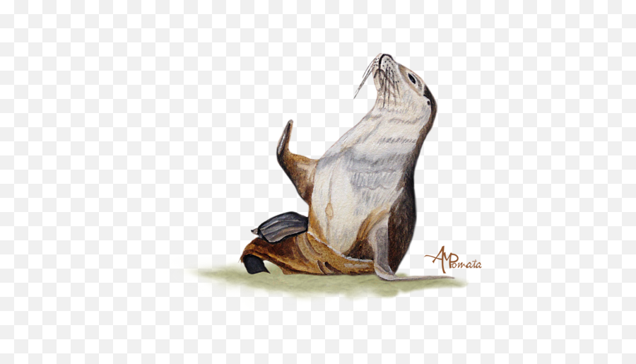 Download Hd Click And Drag To Re - Position The Image If Emoji,Sea Lion Png
