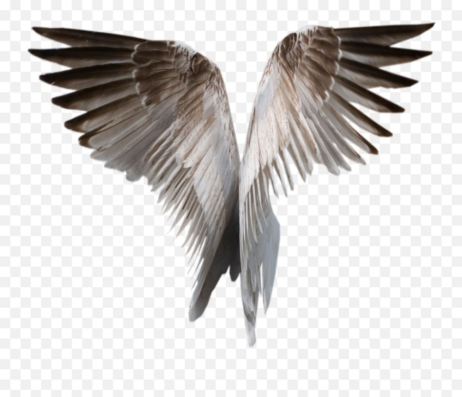 Angel Wings Png - Realistic Wings Transparent Emoji,Wing Png