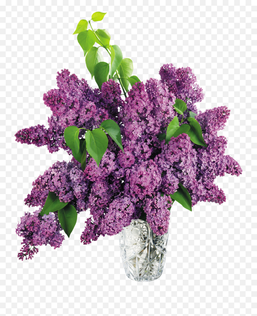 Vase With Purple Lilac Png Clipart Picture Lilac Bouquet - Purple Flower Vase Png Emoji,Wedding Anniversary Clipart