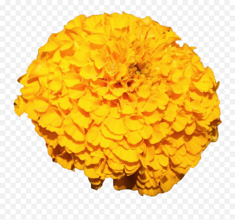 Free Transparent Mexican Marigold Png - Marigold Png Flower Transparent Emoji,Mexican Flowers Png