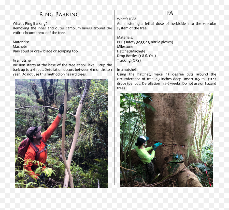 Albizia The Fastest Growing Tree In The World In Hawaii Emoji,Tree Bark Png