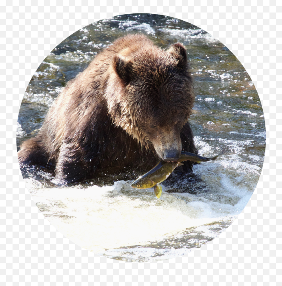 Grizzly Bear Transparent Png Image - Grizzly Bear Emoji,Grizzly Bear Png