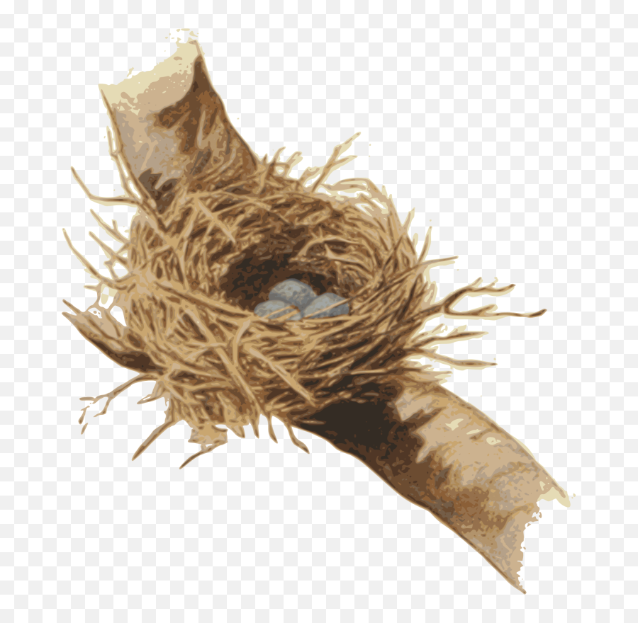 Nestbird Nestplant Png Clipart - Royalty Free Svg Png Birds Nest On Tree Png Emoji,Plant Png