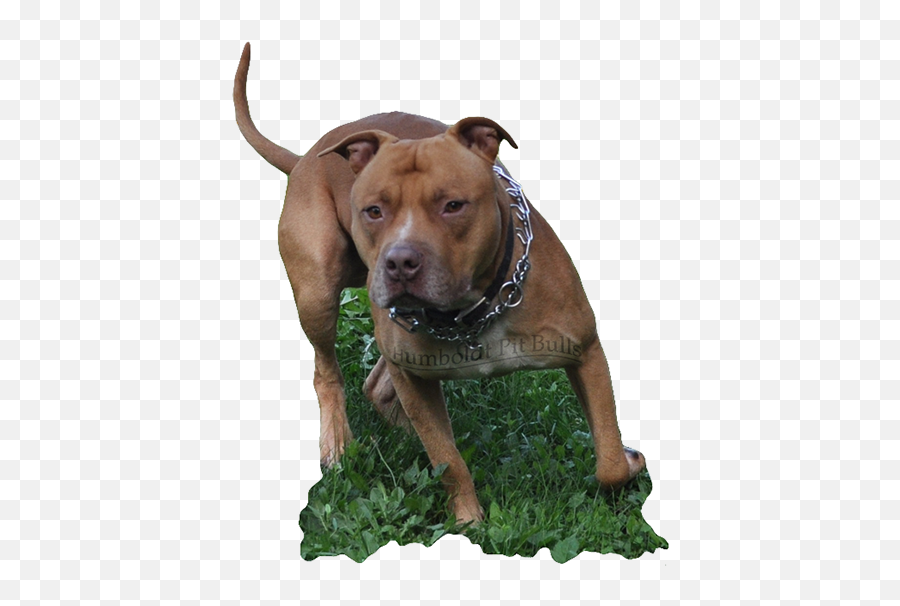 Pitbull Red Nose Png Png Image With No - Rednose Pitbull Png Emoji,Pitbull Png