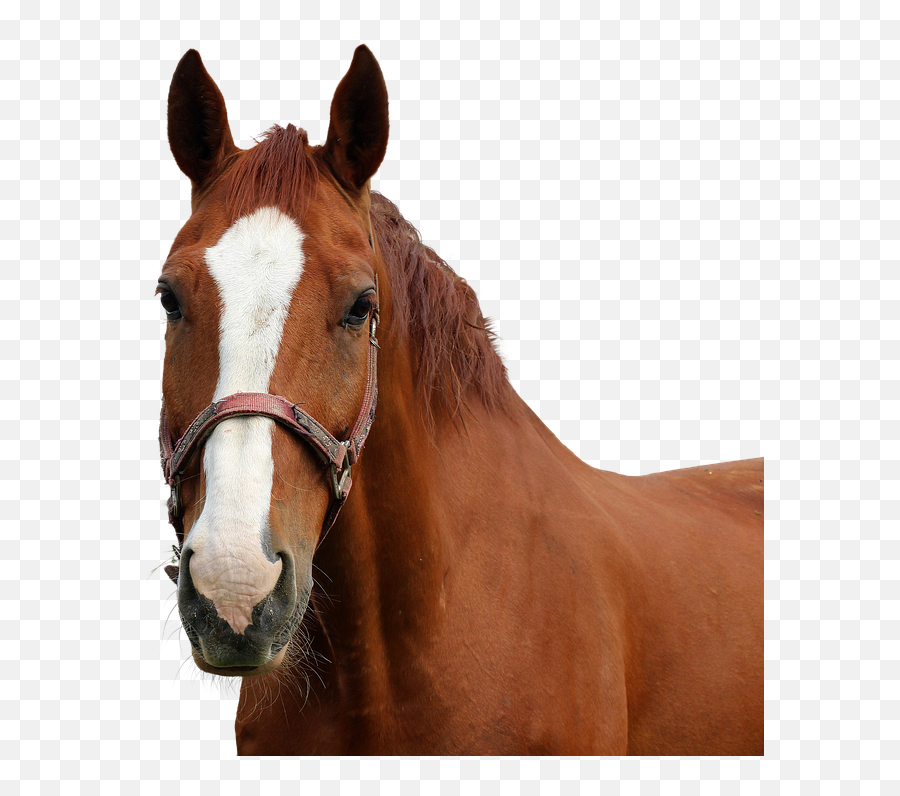Horse Head Silhouette - Real Horse Head Png Emoji,Horse Head Png
