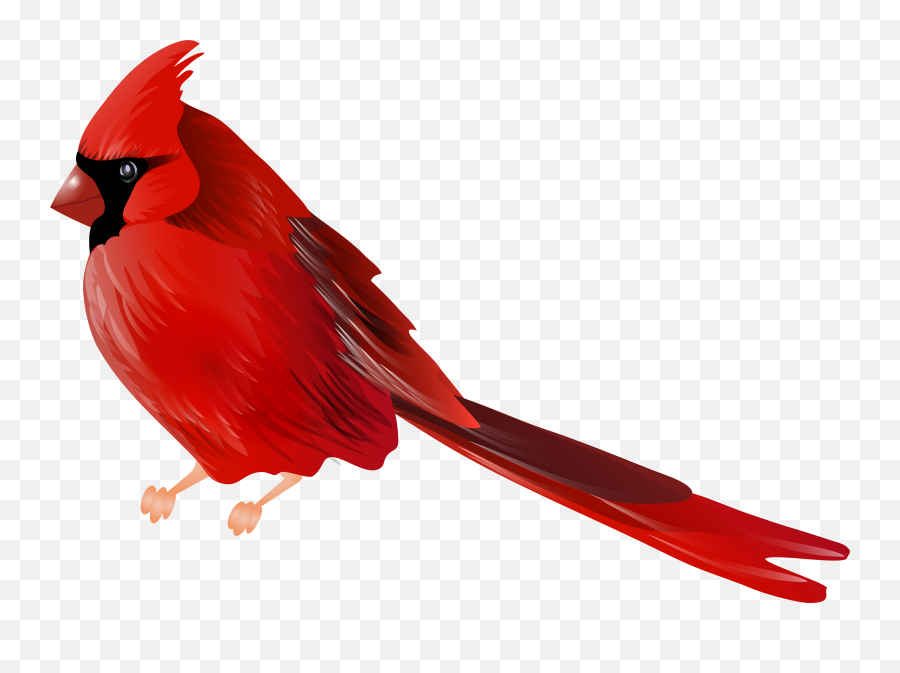 Cardinal Bird Png U0026 Free Cardinal Birdpng Transparent - Cardinal Bird Art Png Emoji,Bird Transparent Background