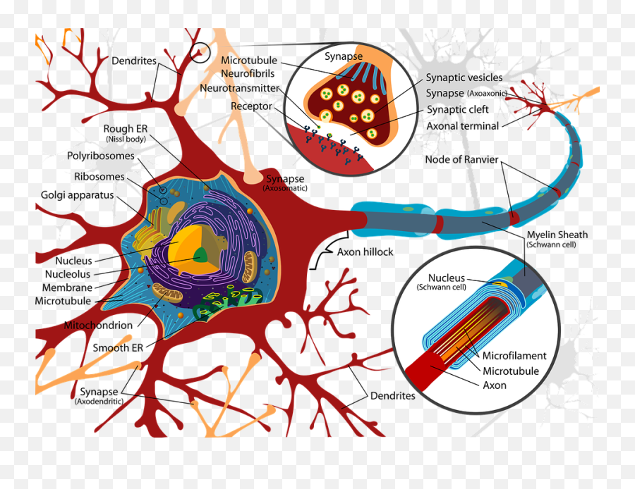 Human Physiology - Neurons U0026 The Nervous System Clipart Neuron Diagram Emoji,Nervous Clipart