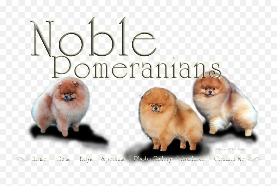 Pomeranian Png - Noble Pomeranians Emoji,Pomeranian Clipart