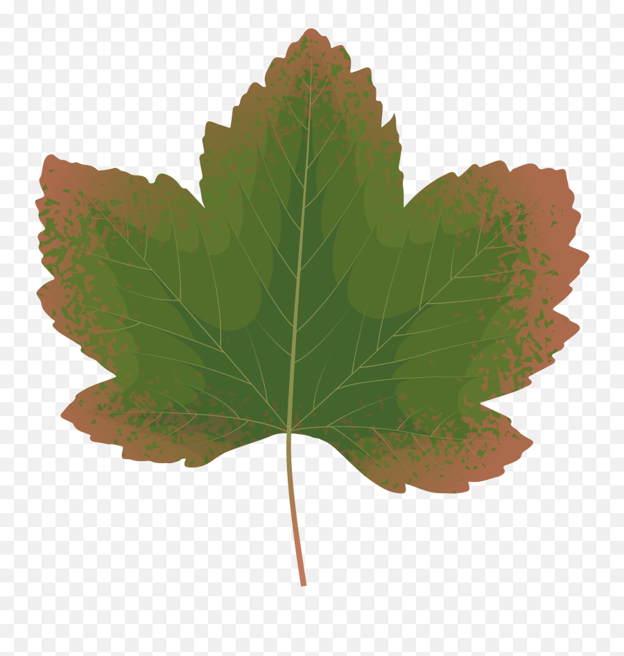 Sycamore Maple Autumn Leaf Clipart Free Download Emoji,Free Clipart Autumn