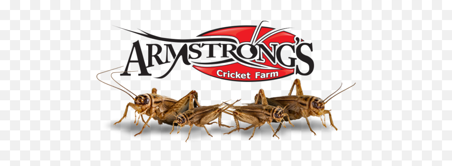Cricket Logo - Parasitism Emoji,Cricket Logo