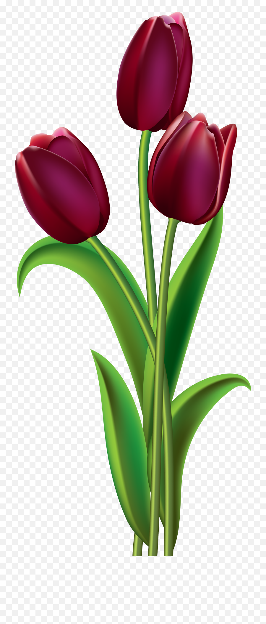 Tulip Flower Png Images Free Gallery - Transparent Background Tulip Flower Clipart Emoji,Tulip Clipart