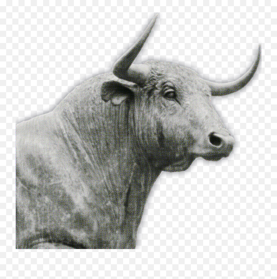 Letu0027s Get Back On The Bull Emoji,Bull Transparent