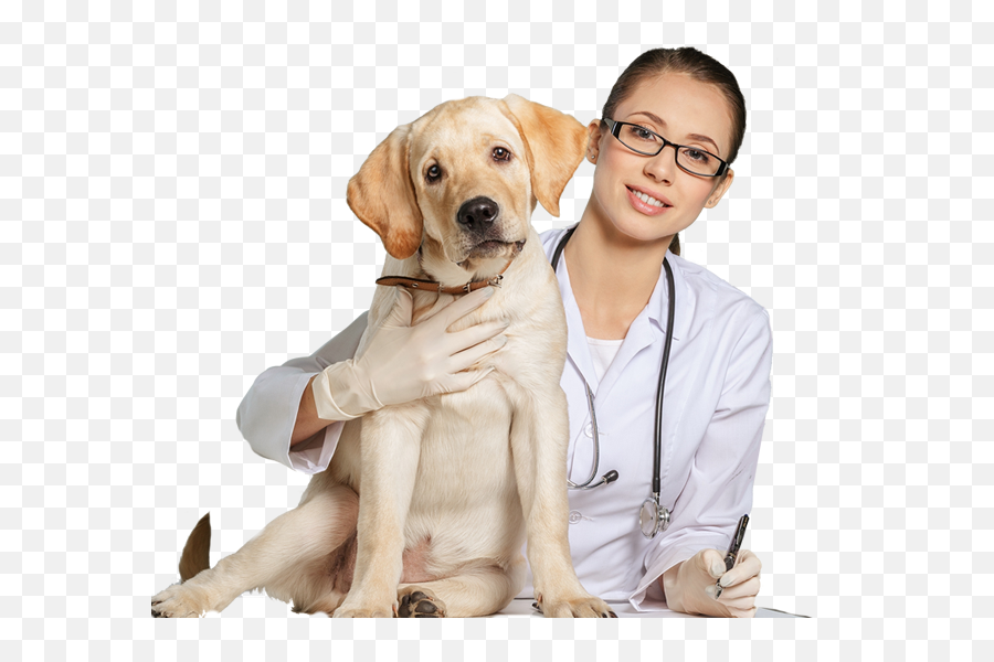 Download Vet Png - Veterinary Doctor Png Png Image With No Vet Transparent Background Emoji,Doctor Png