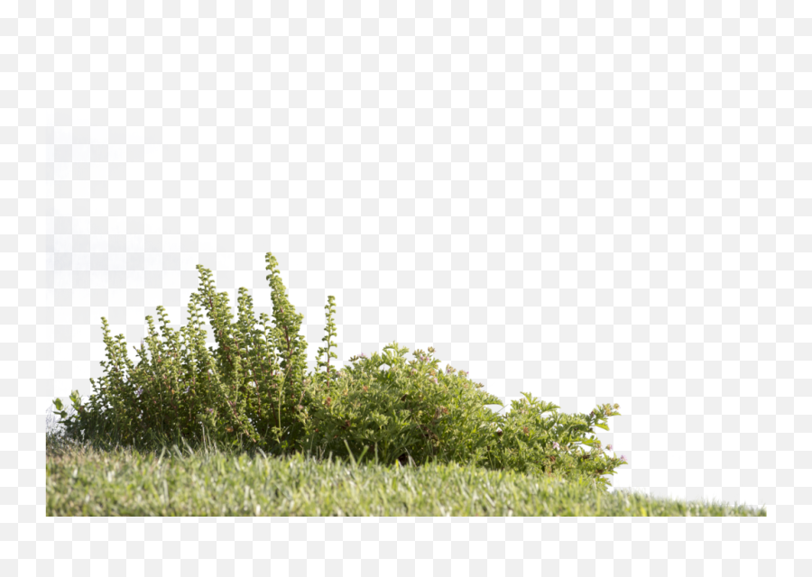 Greenery Png - Plants Cut Out Png Emoji,Greenery Png