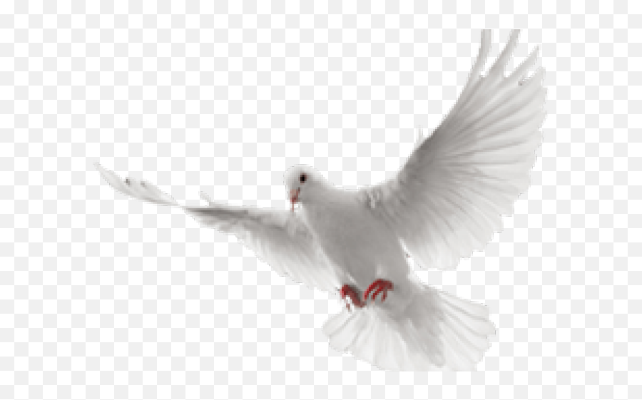 Download Hd White Dove Clipart In Flight - White Flying Dove Paloma Alas Abiertas Png Emoji,Dove Clipart