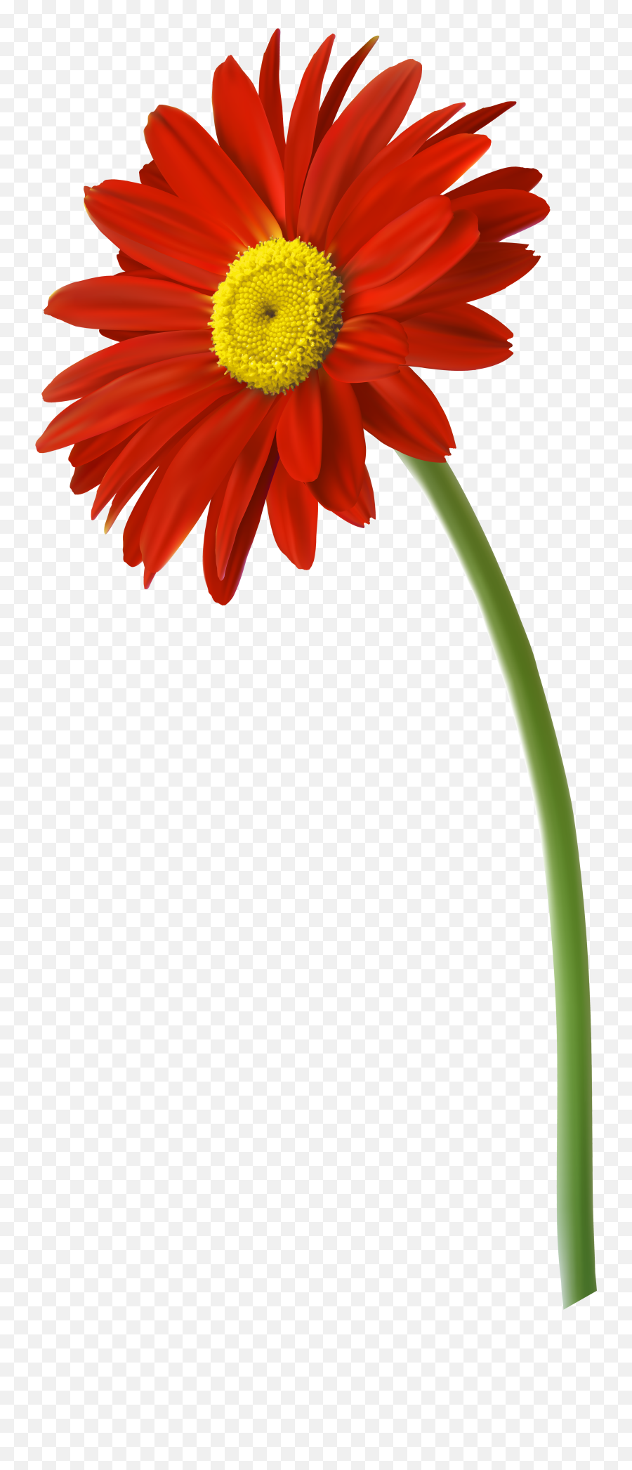 Daisy Clipart Colorful Daisy - Gerbera Flower Png Gerbera Daisy Png Emoji,Daisy Png