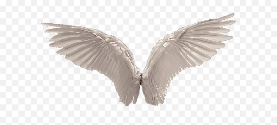 Transparent Angel Wings Png Transparent - Realistic White Wings Png Emoji,Angel Wings Transparent