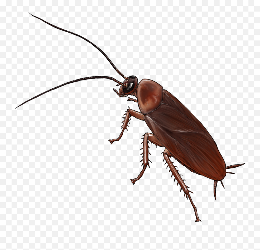 Download American Cockroach Insect - Cockroach Drawing Png Emoji,Cockroach Png