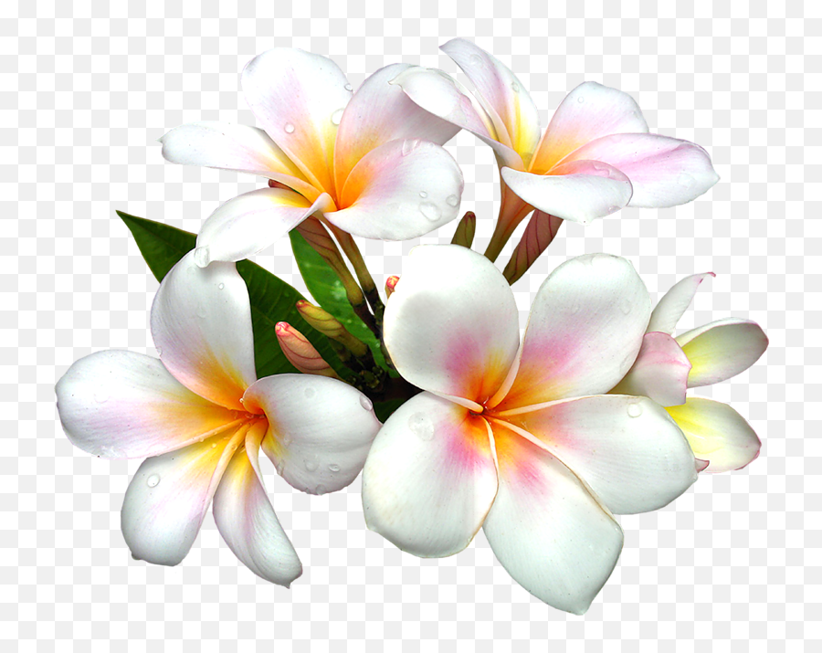 Library Of Pinterest Flower Vector - White Flower Png Emoji,Pinterest Png