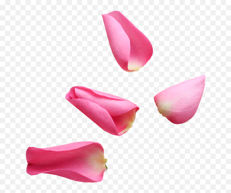 De Flores - Pétalos De Flores Png Emoji,Flor Png