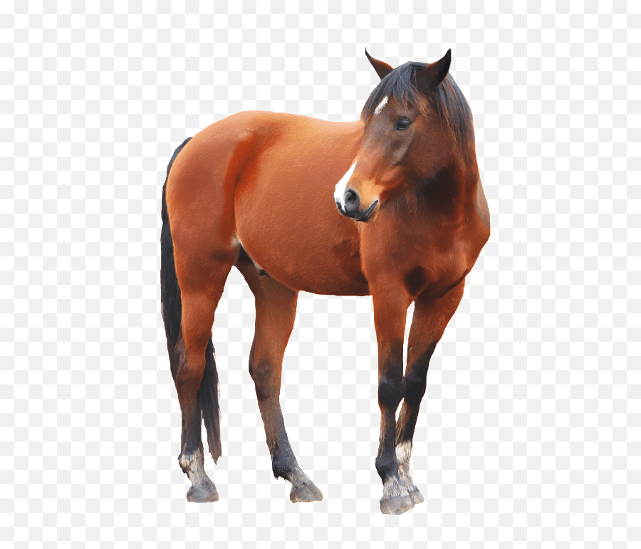 Download Horse Png Image Hq Png Image - Horse With No Background Emoji,Horse Png