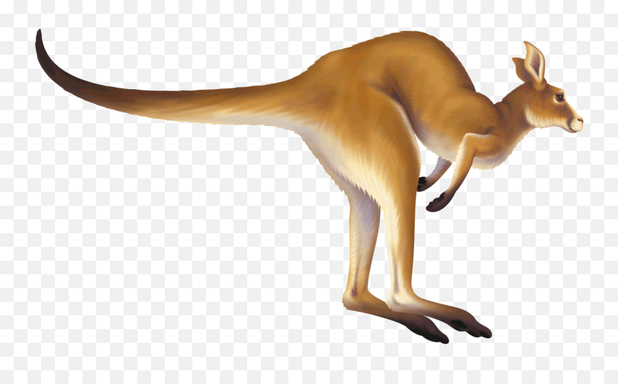 Kangaroo Macropodidae Animation Clip Art - Kangaroo Png Transparent Animated Kangaroo Emoji,Kangaroo Clipart