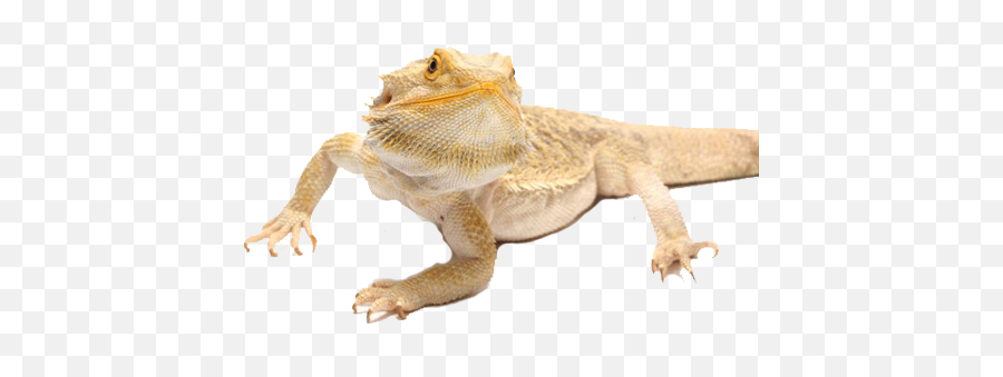 Download Is A Bearded Dragon Right For - Pet Tan Lizard Emoji,Bearded Dragon Png