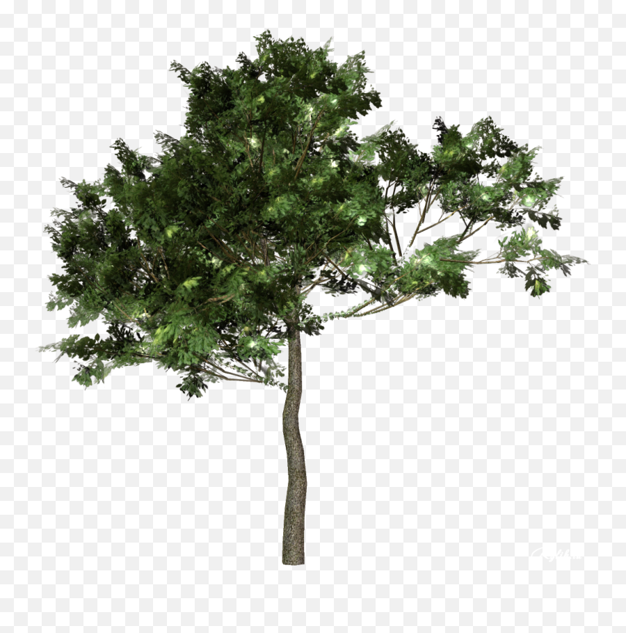 Download Tree Forest Free Download Image Clipart Png Free Emoji,Forest Trees Clipart