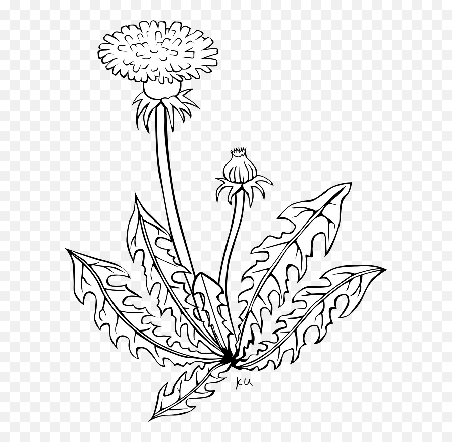 Symmetry Monochrome Photography Petal - Dandelion Flower Clipart Black And White Emoji,Dandelion Clipart