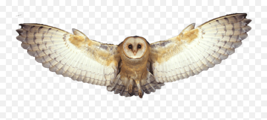 Barn Owl Png Photo Png Mart - Flying Owl Png Emoji,Owl Png