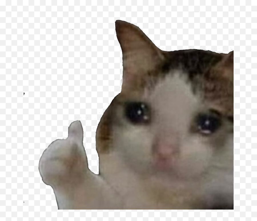 Sadcatthumbsup - Discord Emoji Sad Cat Pfp,Thumbs Up Emoji Png