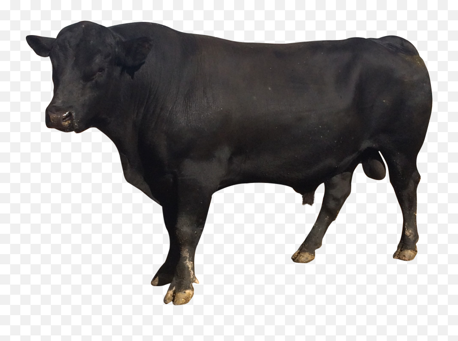 Bull Png Image - Bull Png Emoji,Bull Png