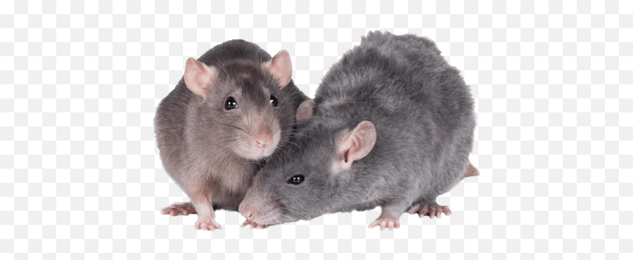 Excel Rat Nuggets - Brown Rat Emoji,Rat Transparent