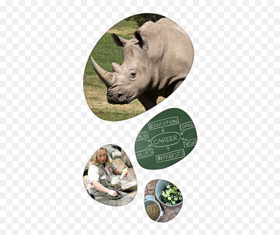San Diego Zoo Global Academy - Black Rhinoceros Emoji,San Diego Zoo Logo