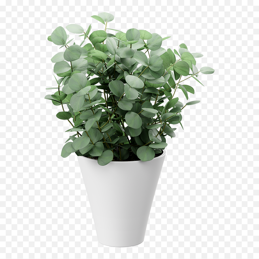 Introducing Indoor Plant Models - For Indoor Emoji,Plant Transparent Background