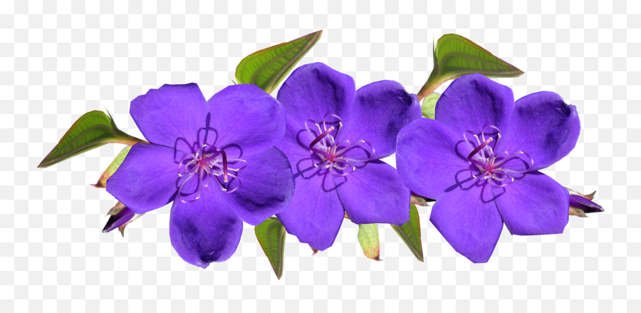Purple Flowers Arrangement Gardenpurple Flowers Emoji,Purple Flowers Png