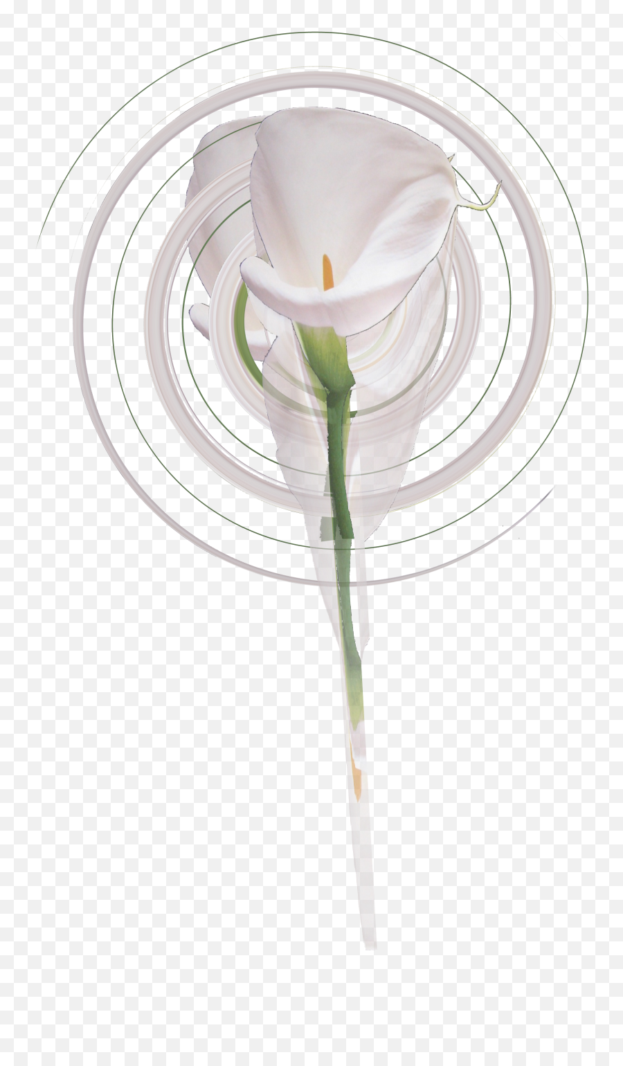 Filelily Spinpng - Wikimedia Commons Emoji,Lilies Png