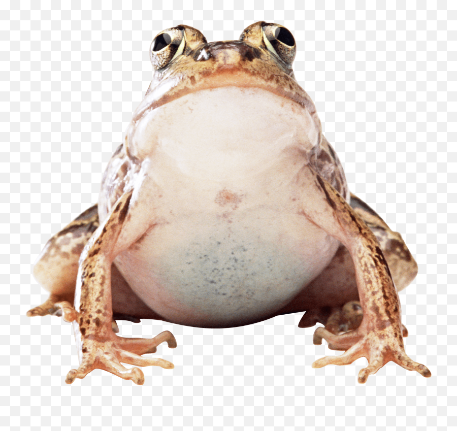 Fat Frog Transparent Png - Toad Png Frog Emoji,Frog Png