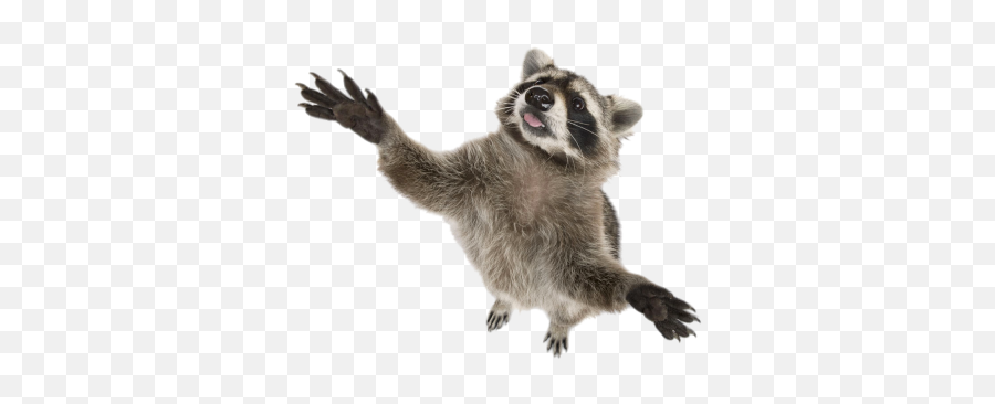 Png Images Raccoon 13png Snipstock Emoji,Raccoon Transparent