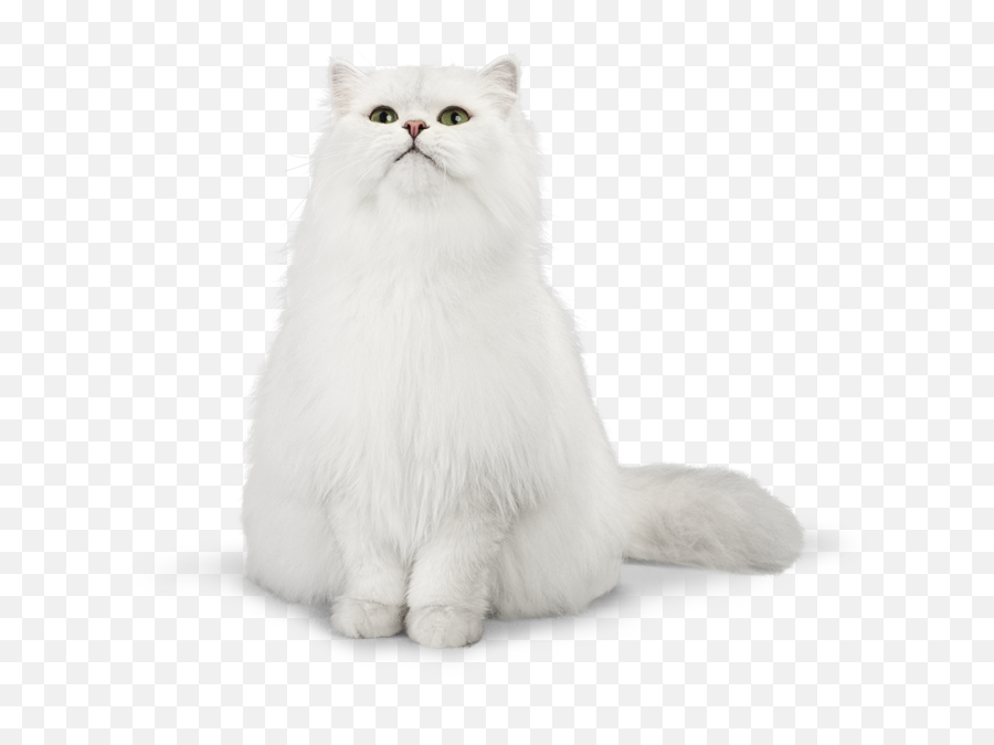 Persian Cat Png Clipart Png All Emoji,Cute Cat Png