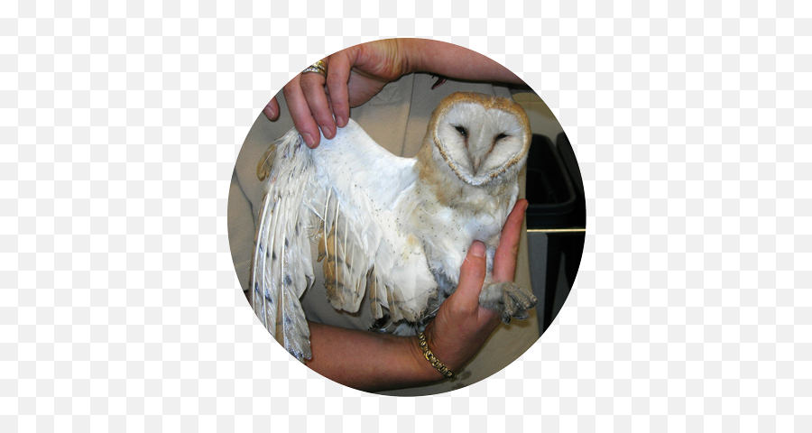 Ob Save Our Sanctuary U2014 Suffolk Owl Sanctuary Emoji,Barn Owl Png