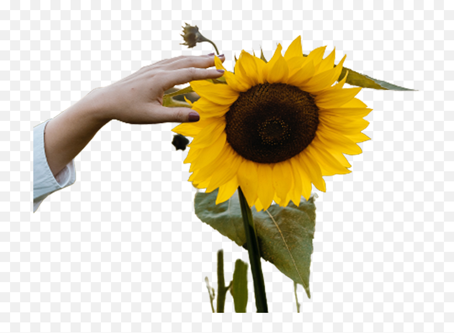 Sunflower Transparent Png With Hand Emoji,Sunflower Transparent